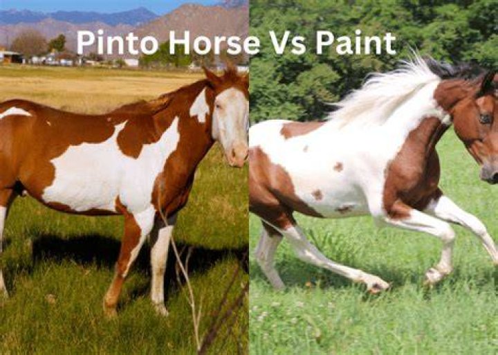 Are pinto and paint horses the same