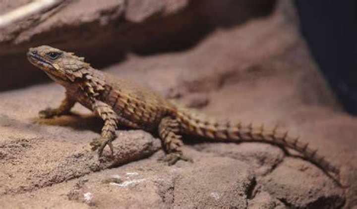 Armadillo Girdled Lizard