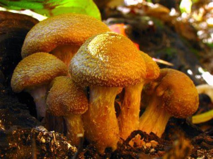 Armillaria Gallica