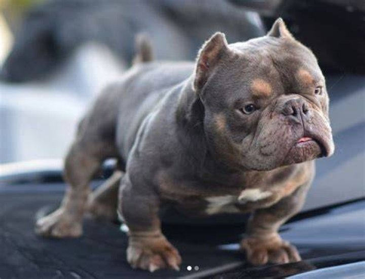 Bodie The Pocket Bully