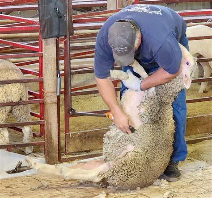 Chris The Sheep Getting Sheared