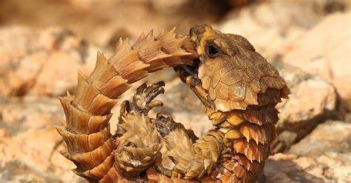 Curled Armadillo Lizard