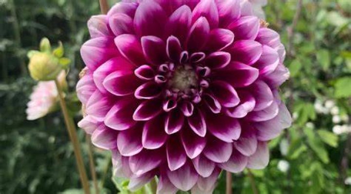 Dahlia Sky Facts Trivia