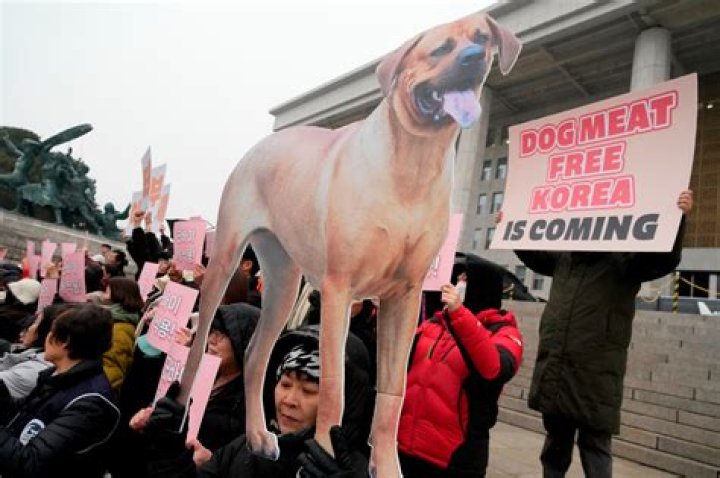 Dog Meat