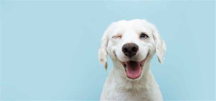 Dog Winking