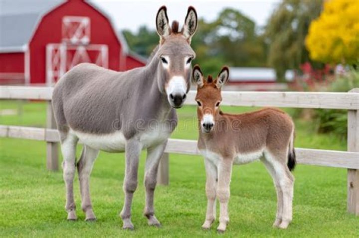 Donkey Cover Grass