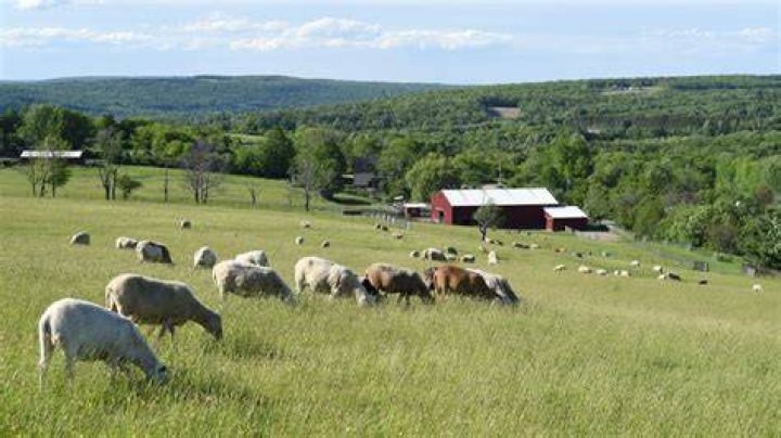 Farm Sanctuary in the City: A Benefit for Compassion - Arrivals