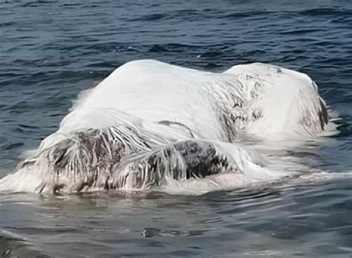 Globster Sea Creature