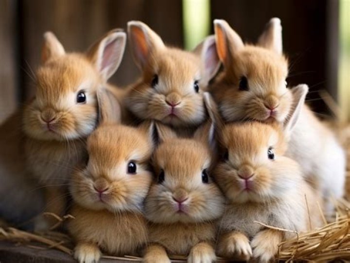 Group Of Bunnies On Rabbit Island