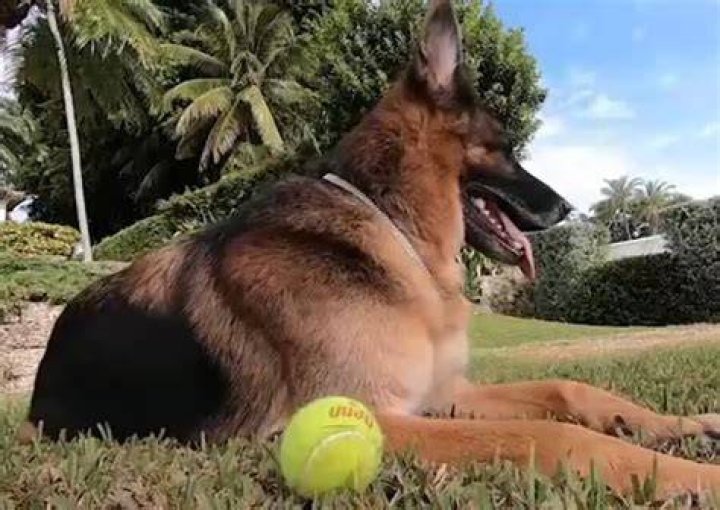 Gunther With Tennis Ball