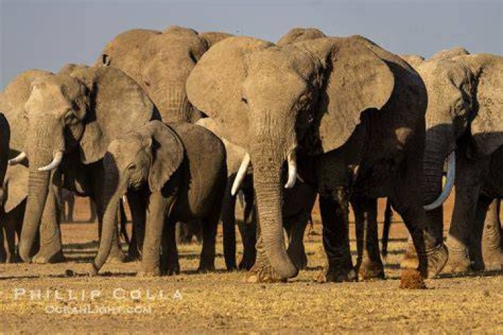 Herd Of Elephants