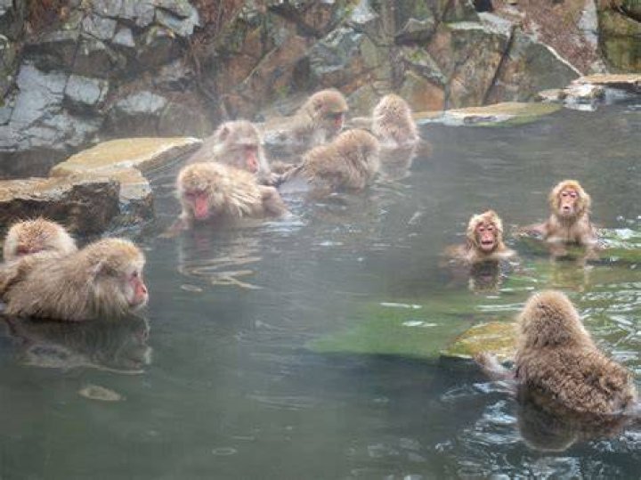 Jigodukani Monkey Park