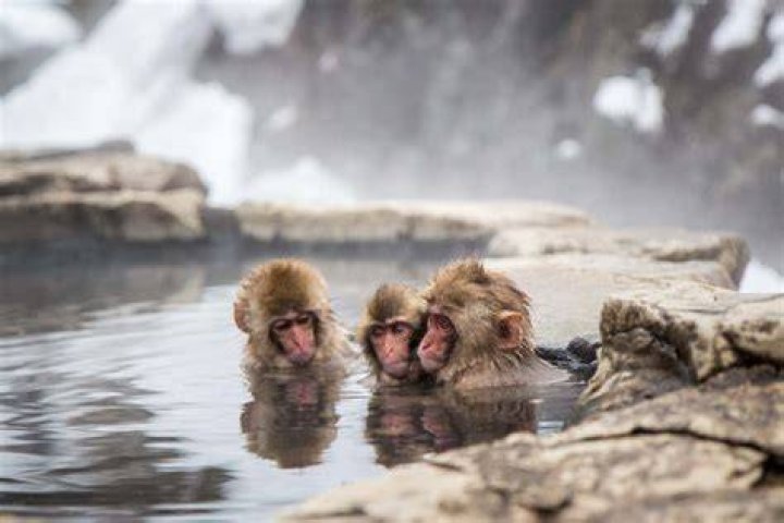 Jigokudani Hot Spring Monkeys