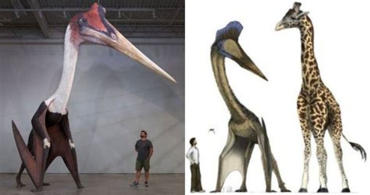 Largest Flying Dinosaur