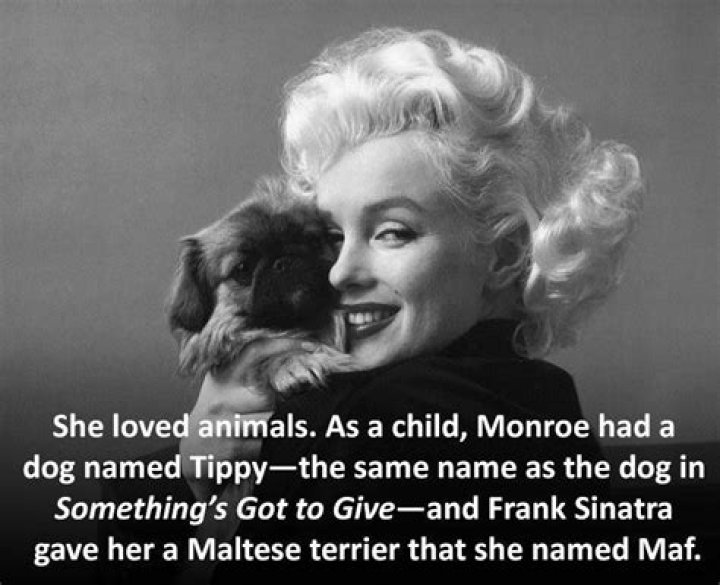 Marilyn Monroe Facts Dog