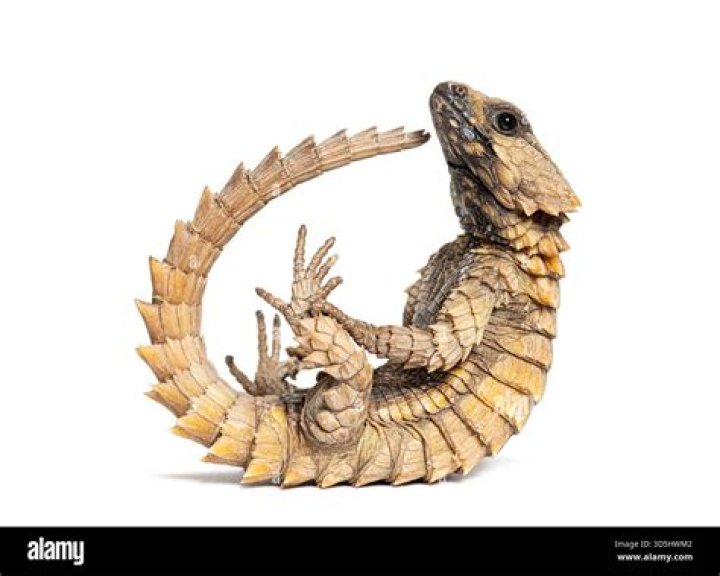 Ouroborus Cataphractus Back