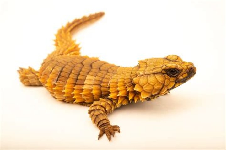 Ouroborus Cataphractus