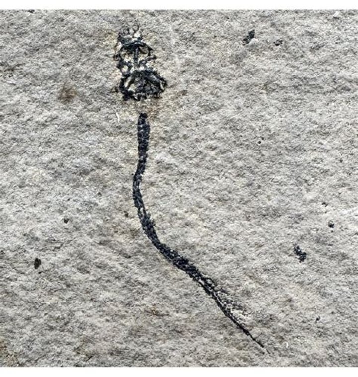 Palaeospondylus Gunni