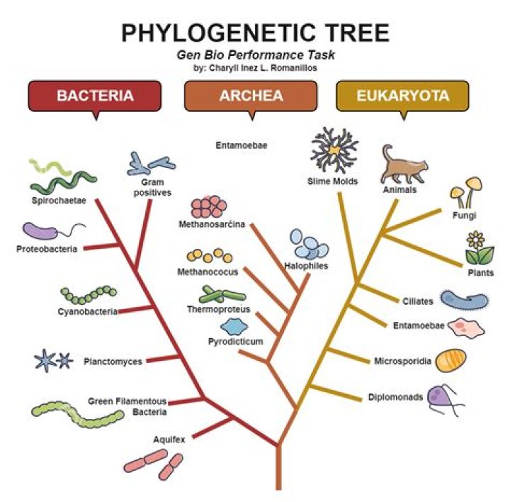 Phylogenetic Tree Of Parthenogensis