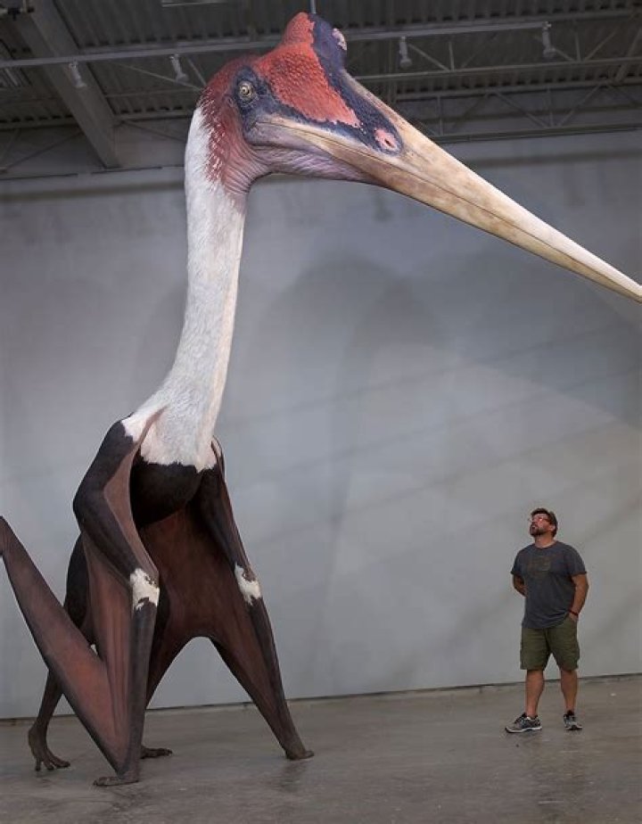 Quetzalcoatlus Northropi