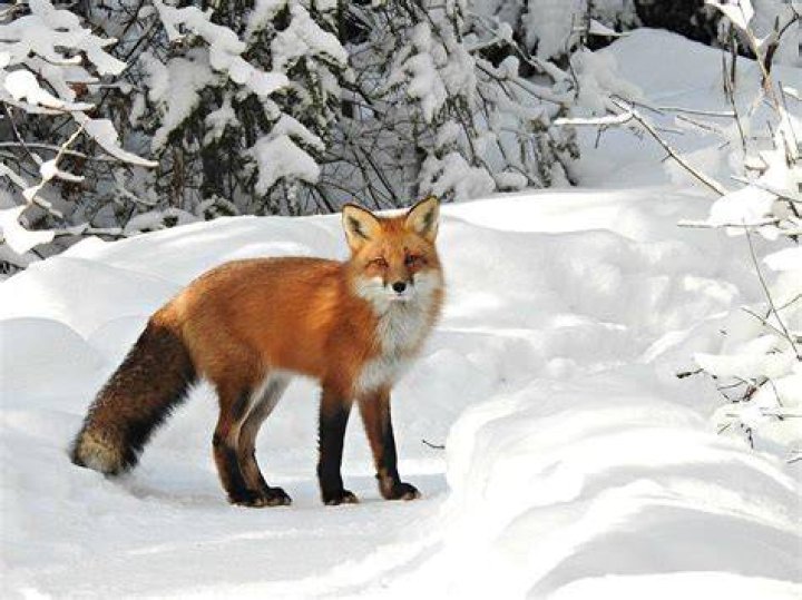 Red Fox