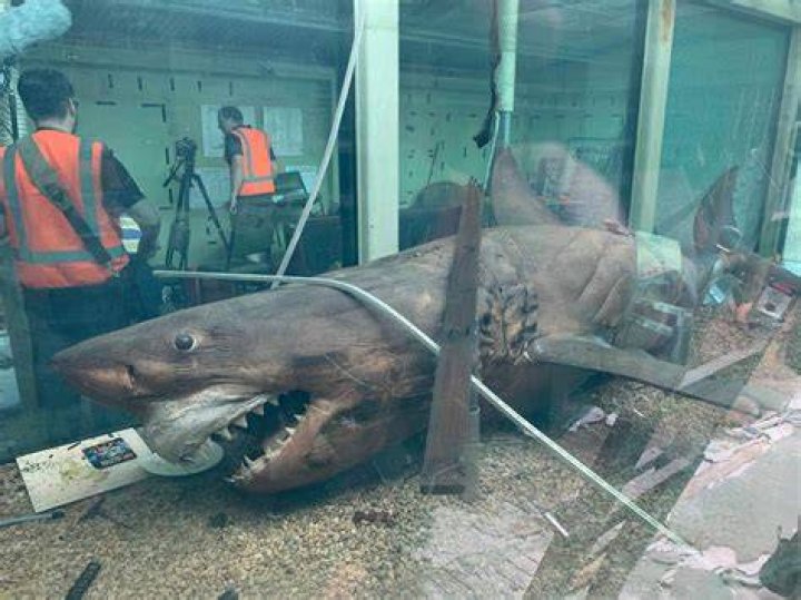 Rosie The Shark