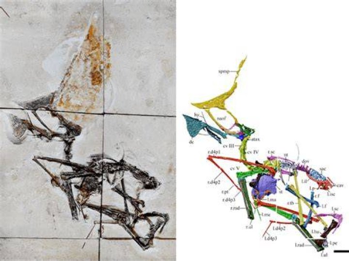 Scientists Reveal Most Complete Pterosaur Fossil Ever Discovered