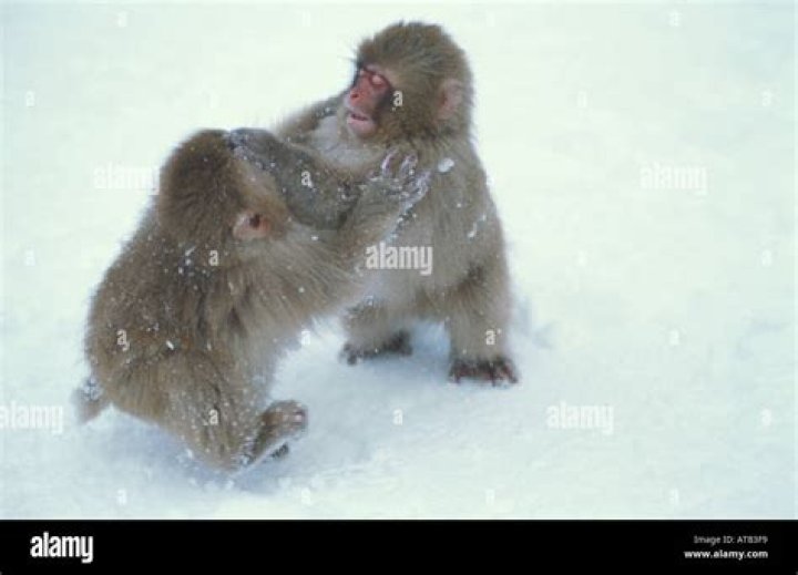 Snow Monkeys Playing