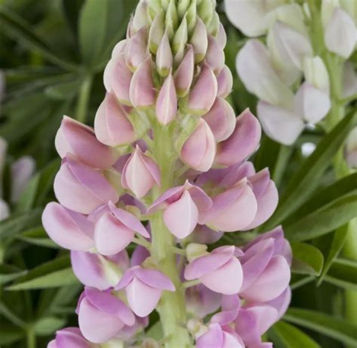 Tufoli Lupini Rose