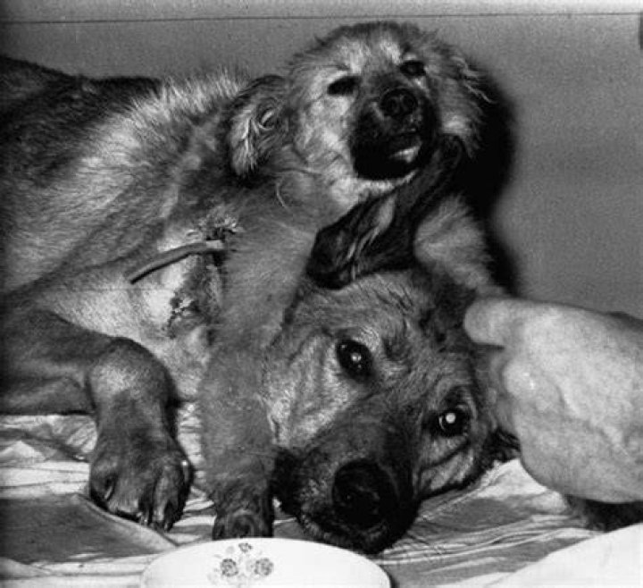 Two Headed Dog