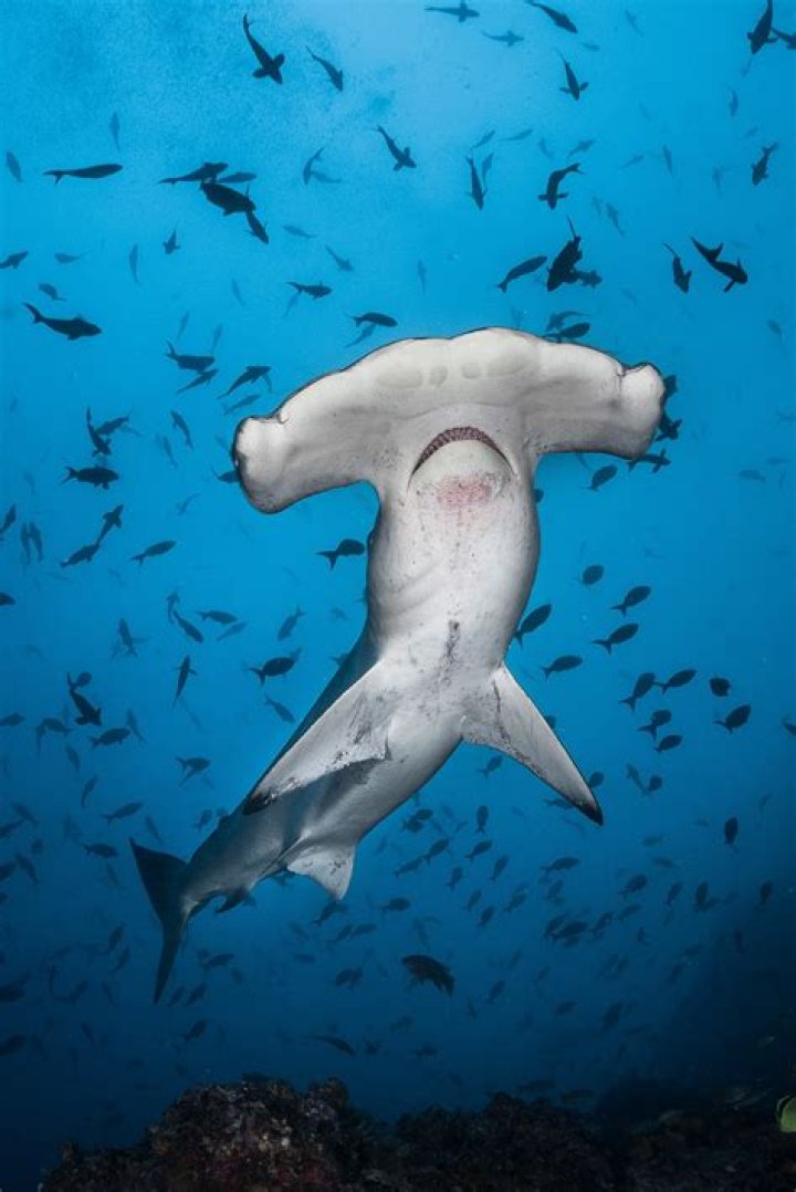 underwater animal photography hammerhead