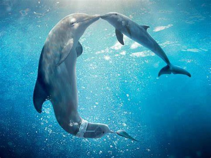 underwater animal photography two dolphins
