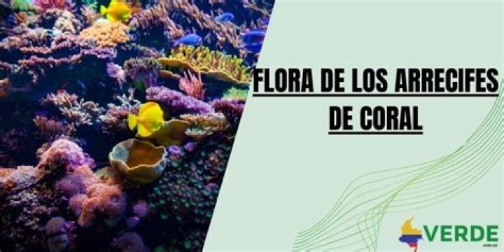 Well Coral Flora