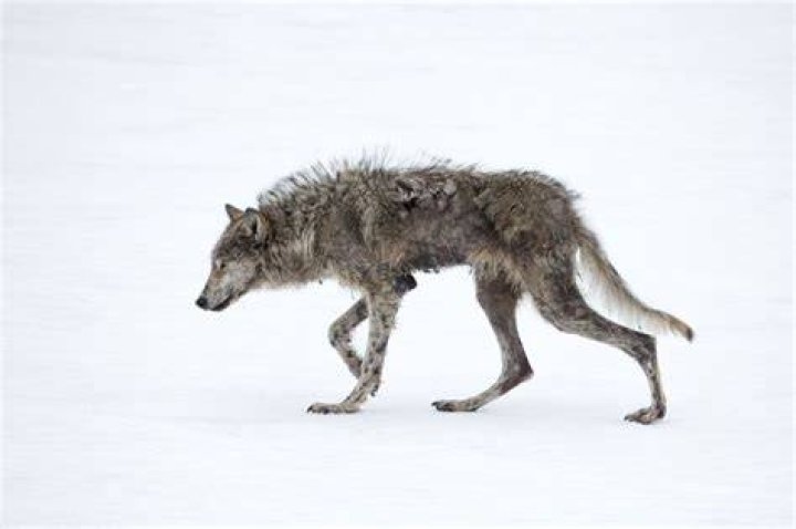 Wolf With Sarcoptic Mange