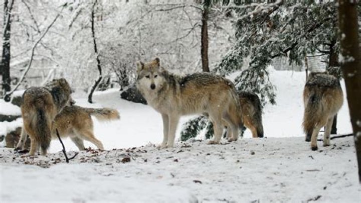 Wolf's Lair