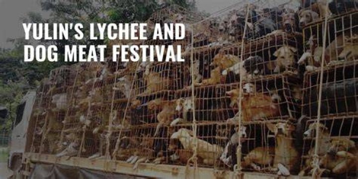 Yulin Dog Meat Festival