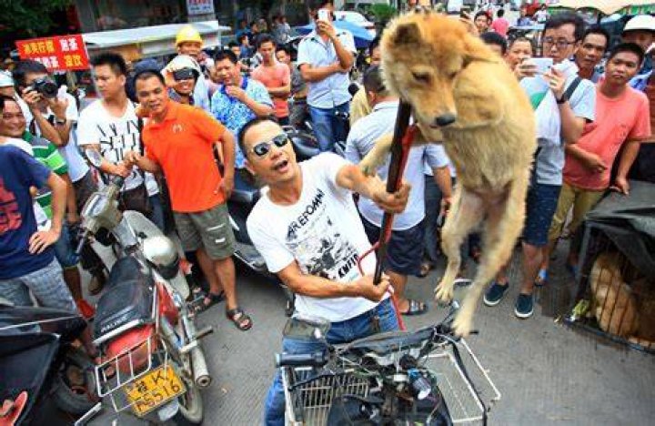 Yulin Festival